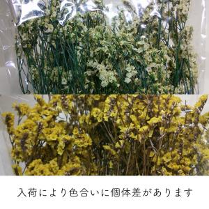 ドライ GARDEN PALETTE MONO...の詳細画像1