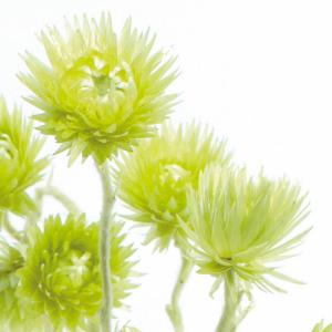 ドライフラワー 花材 即日出荷 ルリ玉アザミ ナチュラル スワッグ