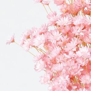 日限定21 ドライ 小分け 大地農園 スターフラワーブロッサム 約5g ブライダルピンク 00072ON ドライフラワー花材 スターフラワー