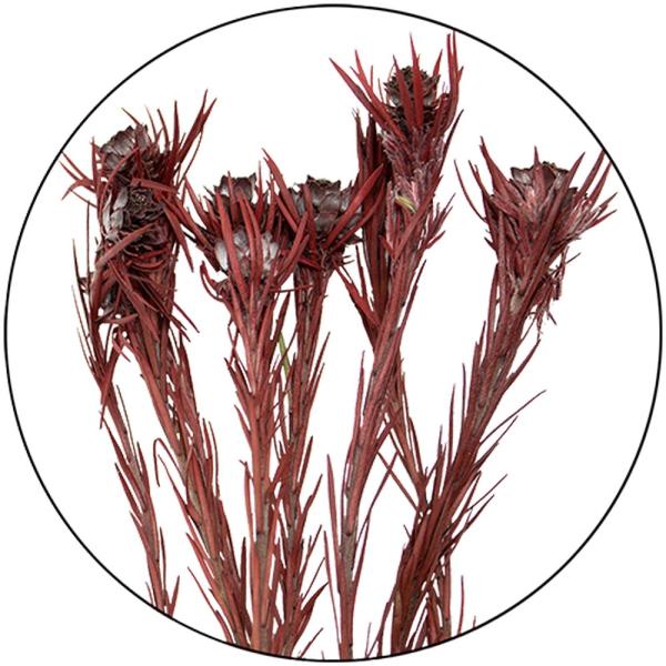 ドライ GARDEN PALETTE MONO トータムフィーメイル 約80ｇ ワインレッド GPF...