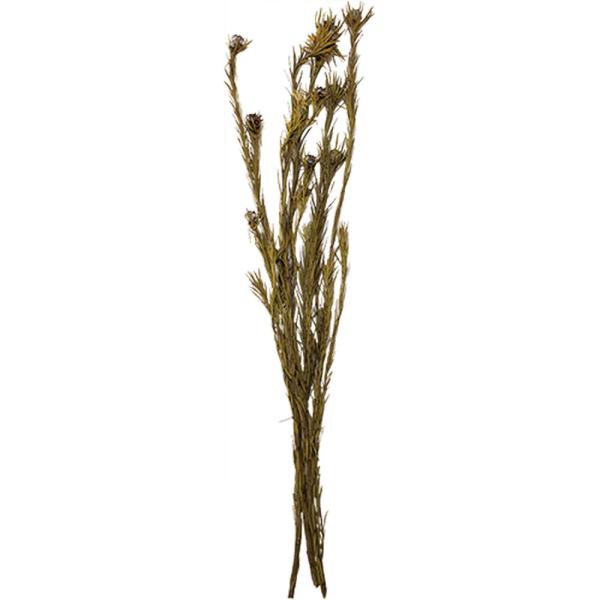 ドライ GARDEN PALETTE MONO トータムフィーメイル 約80ｇ イエロー GPF-0...