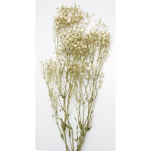 プリザーブド GARDEN PALETTE MONO カスミ草 約20ｇ 白 GPGE-01 プリザーブドフラワー花材 カスミ草