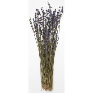 日限定10 ドライ コアトレーディング グレビレア アイバンホー 約3本