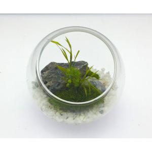 GARDEN PALETTE MONO 苔プリ ドームΦ8ｃｍホワイト 11139KP プリザーブドフラワーギフト
