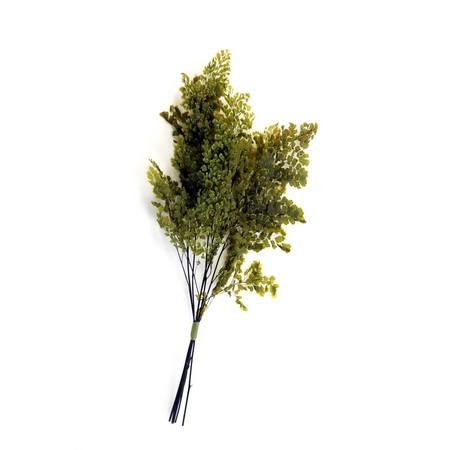 プリザーブド フロールエバー ルッティアジアンタム　６本　グリーン FL702-800 プリザーブド...