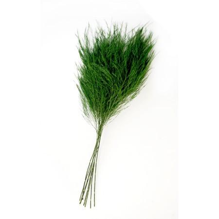 プリザーブド フロールエバー ツリーファーン　グリーン FL983-800 プリザーブドグリーン リ...