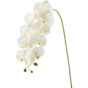 日限定08 造花 YDM コチョウラン ホワイト...の商品画像