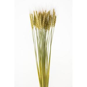 ドライ 大地農園 小麦 40本 NG 50080...の商品画像
