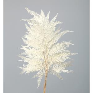 日限定10 ドライ m flowers 押し花 マトリカリア ダブルラテ ドライ