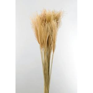 ドライ 大地農園 ススキ 約50本 N 5044...の商品画像