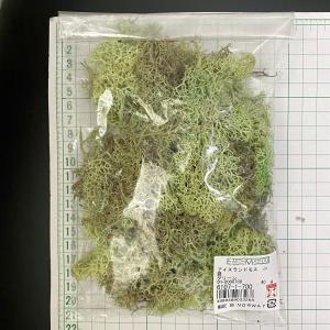 プリザーブド 大地農園 アイスランドモス 小袋...の詳細画像2