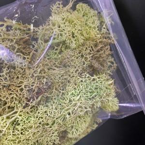 プリザーブド 大地農園 アイスランドモス 小袋...の詳細画像3