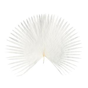 ドライ 大地農園 ビローヤシ　中　プレス　1枚　白 54102-011 ドライ葉物 葉物