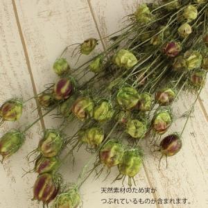 ドライ 大地農園 フーセンポピー 約25g ウ...の詳細画像2