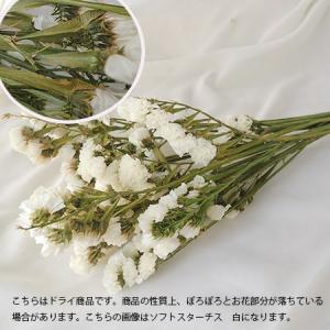 プリザーブド 大地農園 スターチス 約25g ...の詳細画像1