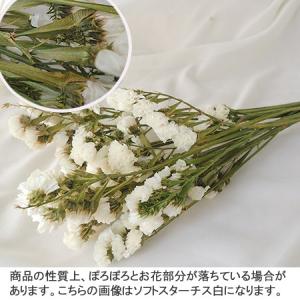 プリザーブド 大地農園 スターチス 約25g ...の詳細画像2