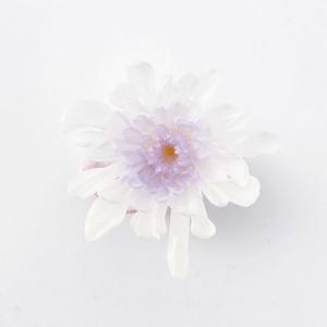 プリザーブド 大地農園 ことね菊　6輪　ホワイトパープル 04790-403 プリザーブドフラワー花材 キク 菊 、マム