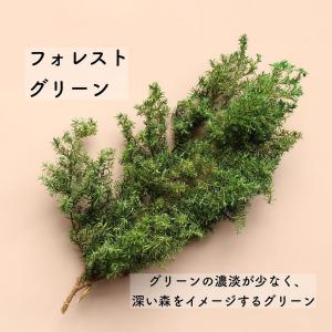 プリザーブド 大地農園 ヒムロスギ 約150g...の詳細画像4