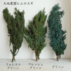 プリザーブド 大地農園 ヒムロスギ 約150g...の詳細画像5