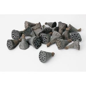 日限定10 ドライ コアトレーディング クジャクヤシ カリオタの実 小