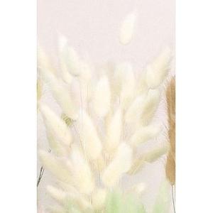 ドライ 大地農園 ラグラス 15g 白 4205...の商品画像