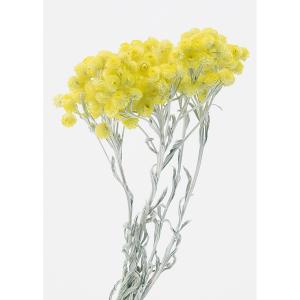 日限定10 ドライ m flowers 押し花 マトリカリア ダブルラテ ドライ