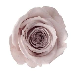 プリザーブド 大地農園 ローズ ミミ 9輪 ピンクベージュ 03840-081 プリザーブドフラワー花材 バラ ローズ