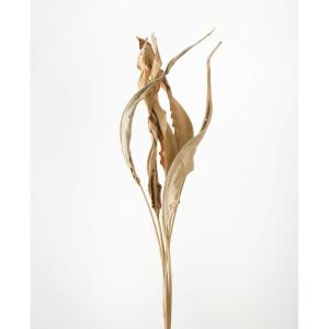 日限定10 ドライ m flowers 押し花 マトリカリア ダブルラテ ドライ