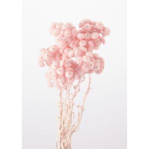 日限定10 ドライ m flowers 押し花 スイートアリッサム ピンク ドライ