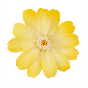 プリザーブド 大地農園 ジニア 小 グラデーション 12輪 ホワイトイエロー 03464-500 プリザーブドフラワー花材 ジニア