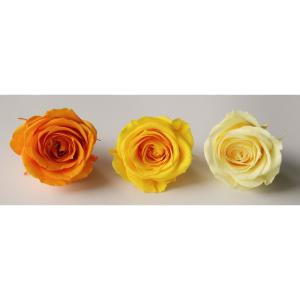プリザーブドフラワー　セット バラ9箱セット　まとめ売り プリザーブド GARDEN PALETTE MONO リサ ローズ 9輪 ピュアホワイト