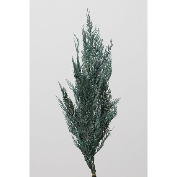 プリザーブド 大地農園 シダー 80ｇ ウオッシュホワイト 3122-12 プリザーブドグリーン 葉...