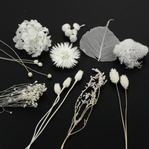 日限定10 ドライ m flowers 押し花 マトリカリア ダブルラテ ドライ