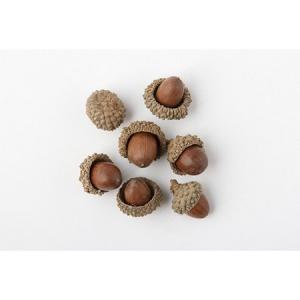 日限定10 ドライ コアトレーディング クジャクヤシ カリオタの実 小