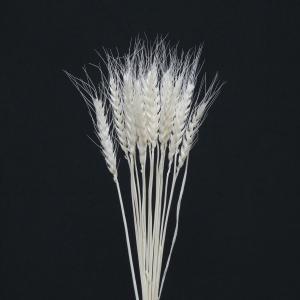 日限定07 ドライ 東花 小麦 約40本 オフホワイト 65094 ドライ穂物 ムギ 大麦 小麦