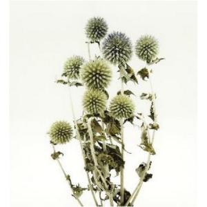 ＊Natural＊ルリ玉アザミのグリーンスワッグ♡ドライフラワースワッグ ドライフラワー 花材 即日出荷 ルリ玉アザミ ナチュラル スワッグ