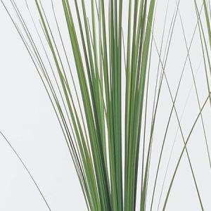 造花 アスカ ベアーグラス L グリーン A-...の詳細画像1