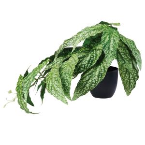 人工観葉植物 アスカ ベゴニア ポット付 ヴァリゲイトグリーン A-51103-51V 造花葉物、フェイクグリーン 造花 人工観葉植物 卓上ポット