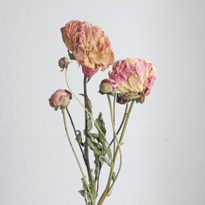 Lisa Larson 【並行輸入品】 リサ・ラーソン LISA LARSON 花瓶