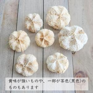 日限定10 ドライ コアトレーディング パラス...の詳細画像3