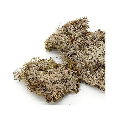 日限定10 ドライ コアトレーディング グレイトーンモス 約80g ナチュラル 18344 5袋 ド...