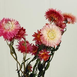 ワイヤー付きヘリクリサム 楽天市場】【お取り寄せ】東京堂 ドライフラワー ヘリクリサムワイヤー