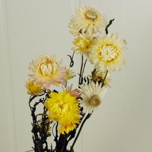 ドライ 東京堂 麦わら菊ヘッドミックス 岡山産 約30g FD001489 ドライ