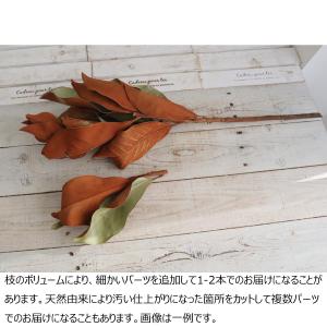 日限定10 ドライ コアトレーディング マグノ...の詳細画像1