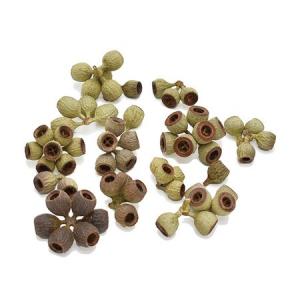 日限定10 ドライ コアトレーディング クジャクヤシ カリオタの実 小