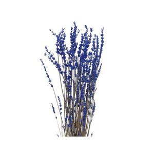 日限定10 プリザーブド コアトレーディング ラベンダー プリザーブド ブルー 18601 プリザーブドフラワー花材 小花