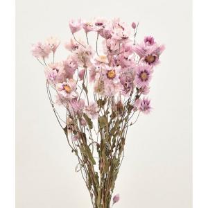 ドライ 東花 ケイトウ シャロン 約30g N ローズ 61156 ドライフラワー