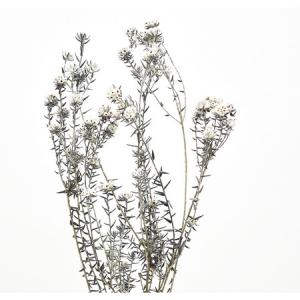 ドライ 大地農園 ワタの木 1本 N 50040-000 ドライ枝物 コットン