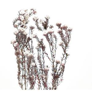 ドライ 大地農園 ワタの木 1本 N 50040-000 ドライ枝物 コットン