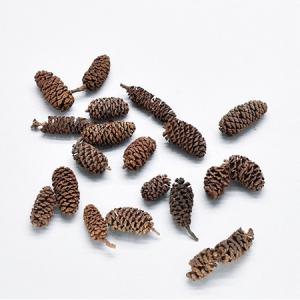 日限定10 ドライ コアトレーディング クジャクヤシ カリオタの実 小